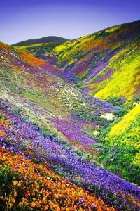 Долина цветов в Индии